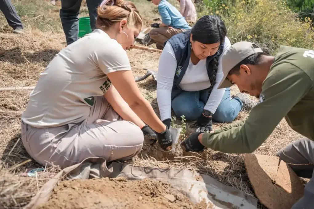 Volunteers planting trees with TreePeople